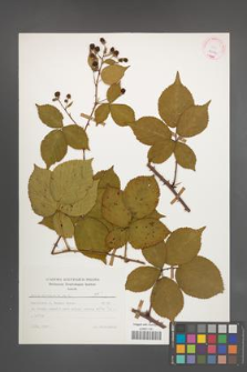 Rubus plicatus [KOR 25644]