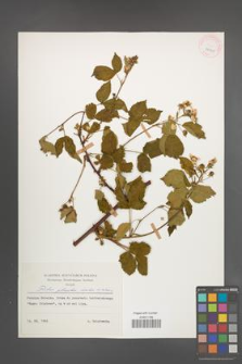 Rubus plicatus [KOR 29991]