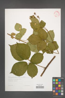 Rubus plicatus [KOR 29229]
