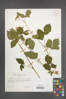 Rubus plicatus [KOR 29992]