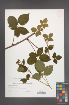 Rubus plicatus [KOR 38856]