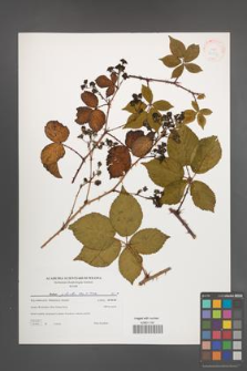 Rubus plicatus [KOR 38827]