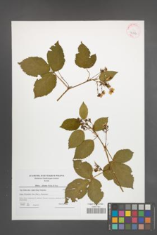 Rubus plicatus [KOR 42359]