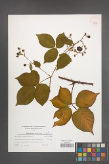 Rubus plicatus [KOR 39663]