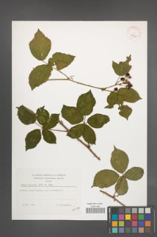 Rubus plicatus [KOR 39120]