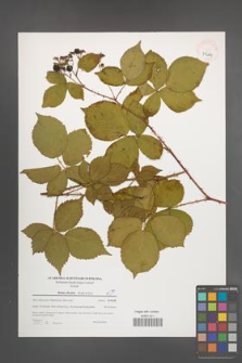 Rubus plicatus [KOR 39664]