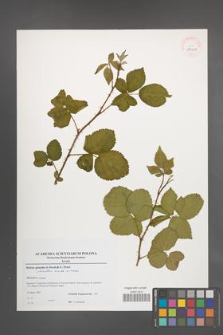 Rubus plicatus [KOR 39019]