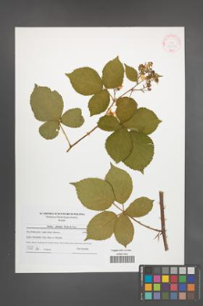 Rubus plicatus [KOR 42191]