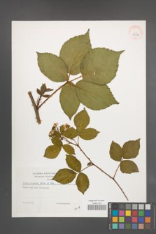 Rubus plicatus [KOR 39131]