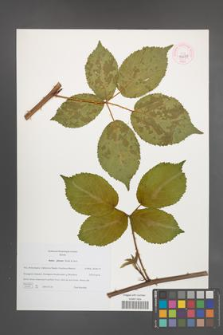 Rubus plicatus [KOR 44674]