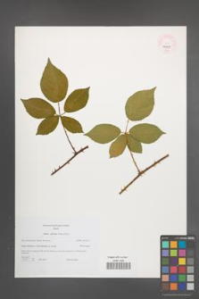 Rubus plicatus [KOR 46231]