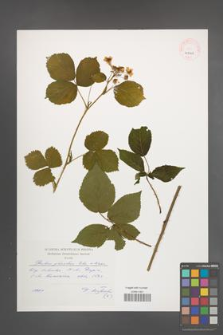 Rubus plicatus [KOR 41008]