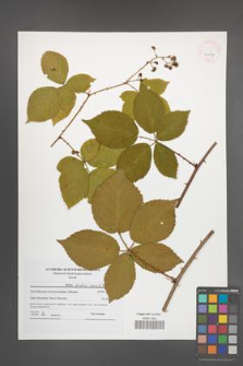 Rubus plicatus [KOR 41517]