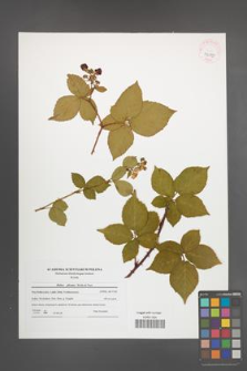 Rubus plicatus [KOR 42055]