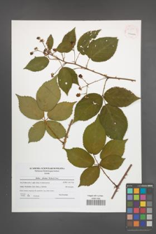 Rubus plicatus [KOR 54240]