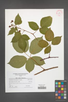 Rubus plicatus [KOR 42110]