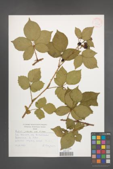 Rubus plicatus [KOR 54243]