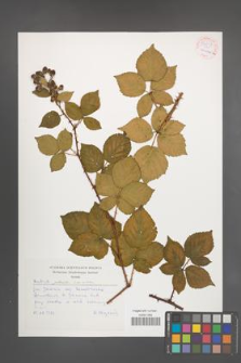 Rubus plicatus [KOR 54248]