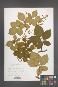 Rubus plicatus [KOR 30538]