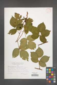 Rubus plicatus [KOR 30531]