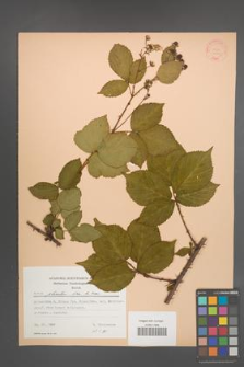 Rubus plicatus [KOR 22775]