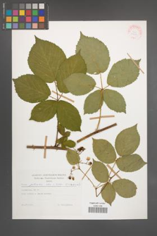 Rubus plicatus [KOR 29210]