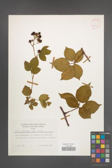 Rubus plicatus [KOR 24870]