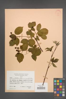Rubus plicatus [KOR 22810]