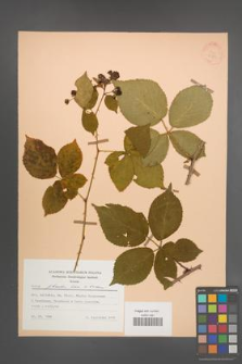 Rubus plicatus [KOR 25721]