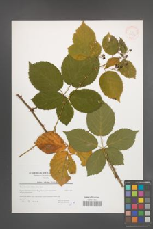 Rubus plicatus [KOR 39777]