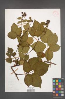 Rubus plicatus [KOR 30609]