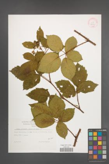 Rubus plicatus [KOR 32293]