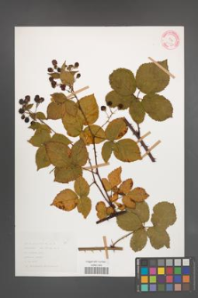 Rubus plicatus [KOR 30610]