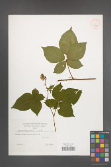 Rubus plicatus [KOR 39510]
