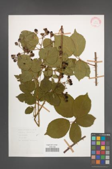Rubus plicatus [KOR 30608]