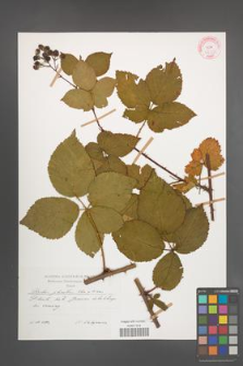 Rubus plicatus [KOR 47612]