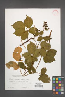 Rubus plicatus [KOR 47615]
