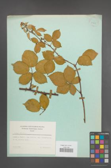 Rubus plicatus [KOR 23747]