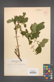 Rubus plicatus [KOR 54256]