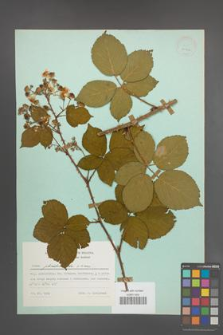 Rubus plicatus [KOR 23746]