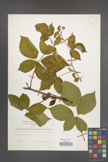 Rubus plicatus [KOR 25226]