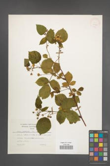 Rubus plicatus [KOR 25664]