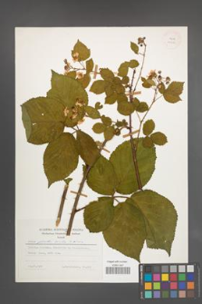 Rubus plicatus [KOR 25221]