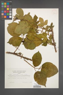 Rubus plicatus [KOR 25206]