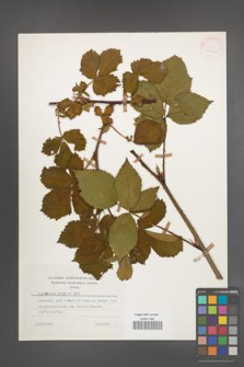 R. [Rubus] plicatus [KOR 25412]