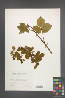 Rubus plicatus [KOR 25416]