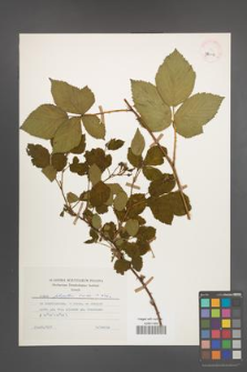 Rubus plicatus [KOR 30012]