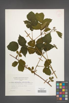 Rubus plicatus [KOR 25665]