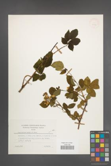 R. [Rubus] plicatus [KOR 30614]