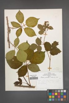 Rubus plicatus [KOR 50325]